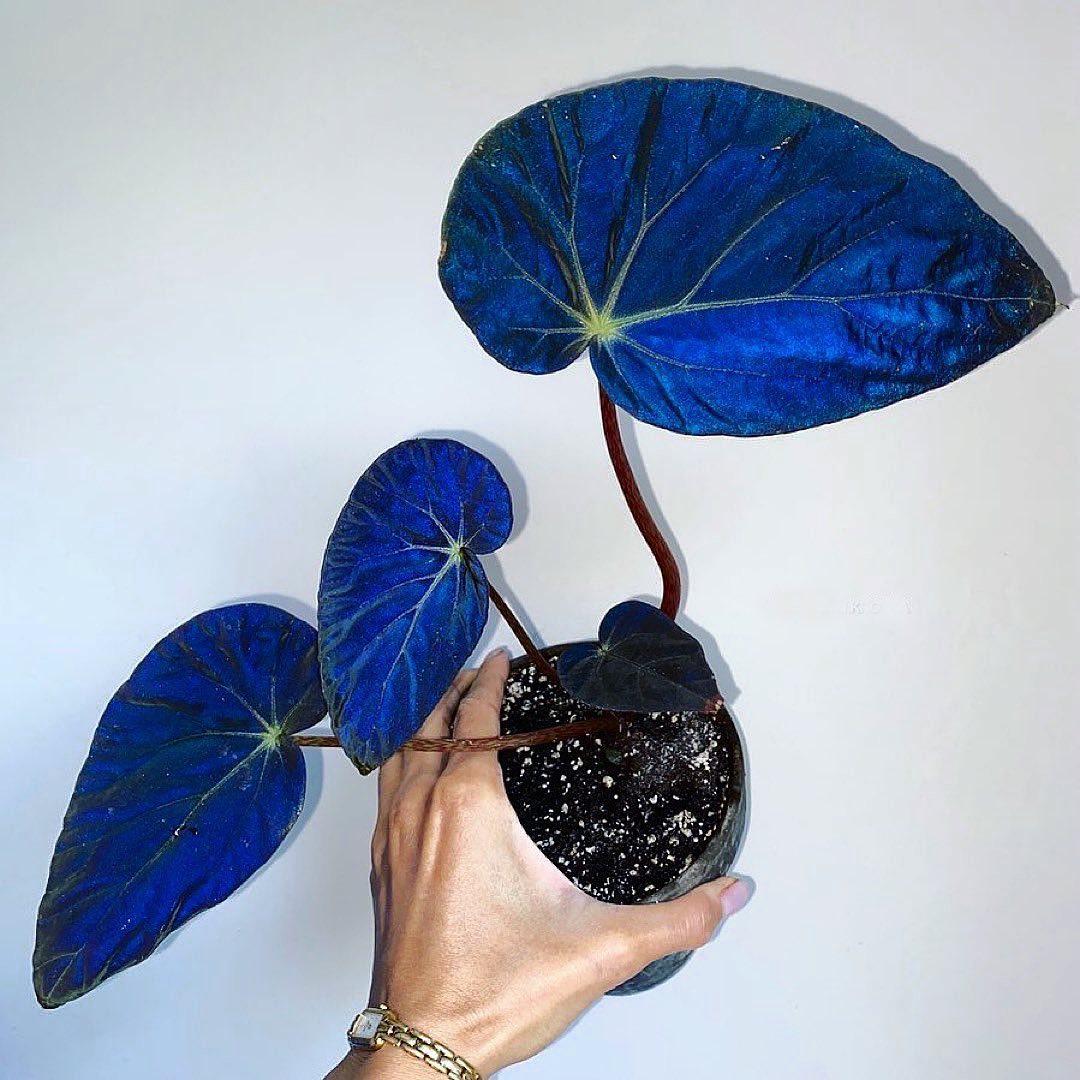 begonia-burkillii-dark-form-plnt